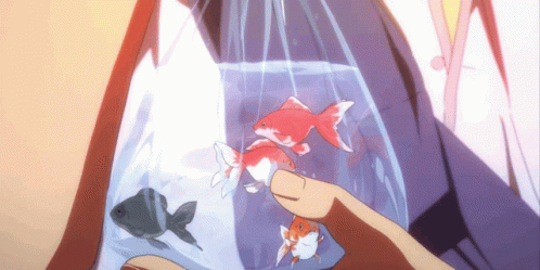 Black And White Betta Fish / Strongest Sorcerer Anime Inspired / Siamese  Fighting Fish Anime / SatoSugu