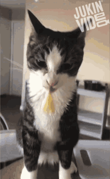 Cat Eating GIF - Cat Eating Nom Nom GIFs