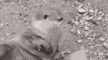 Otter Rock GIF - Otter Rock GIFs