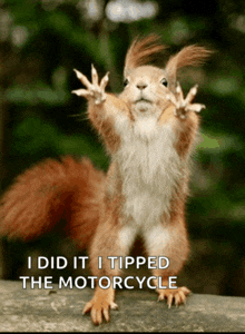 a picture of a squirrel with a caption that says i did it i tipped the motorcycle