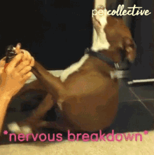 Nervous Breakdown Breakdown GIF - Nervous Breakdown Breakdown Dog GIFs