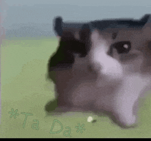 4k Cat Meme GIF - 4k Cat Meme Meme GIFs