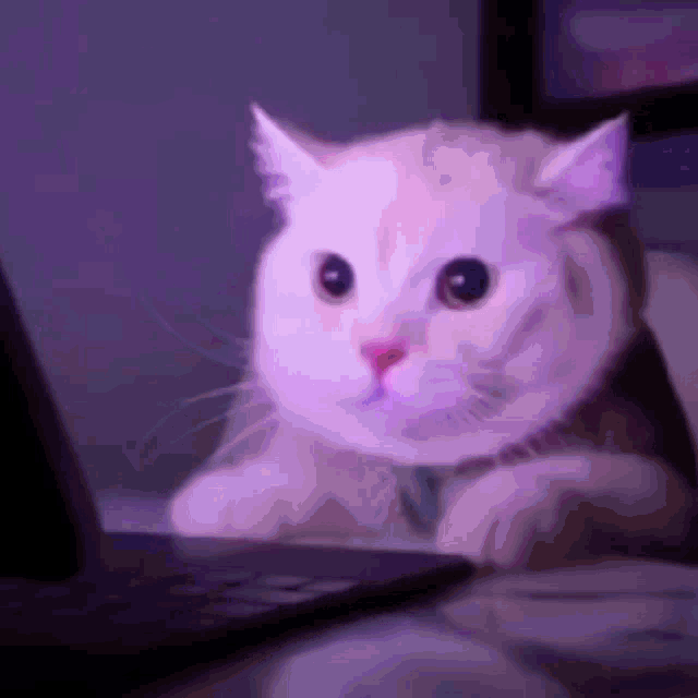 Cat Funny GIF - Cat Funny Scared - Discover & Share GIFs