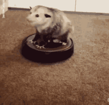 Possum Opossum GIF - Possum Opossum Roomba GIFs