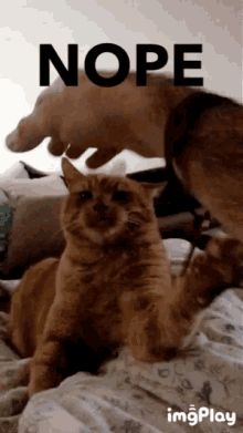 funny animals cat nope chat non