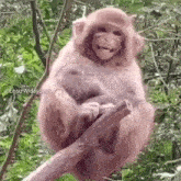 a monkey is sitting on a tree branch with a hood on .