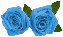 rosas azul transparente