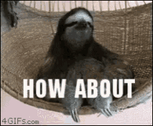 Funny Animals Sloth GIF - Funny Animals Sloth Chill GIFs