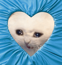 a cat with a heart shaped hole in its face