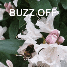 Bee Buzz GIF - Bee Buzz Off GIFs