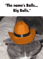 a cat wearing a cowboy hat with the words " the name 's balls ... big balls "