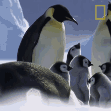 Pampering Young Penguin National Geographic GIF - Pampering Young Penguin National Geographic A Young Penguins First Plunge GIFs