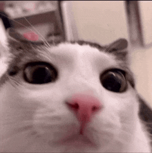 Cat Cat Blink GIF