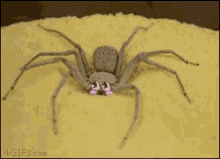 Spider Kawaii GIF - Spider Kawaii Kawaii Spider GIFs
