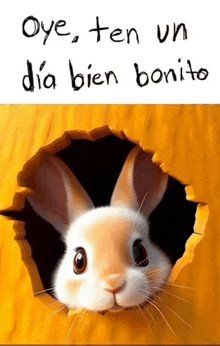 a bunny rabbit is sticking its head out of a hole in a yellow wall .