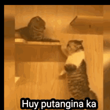 Filipino Cat Putangina Cat GIF - Filipino Cat Putangina Cat Bad Cat GIFs