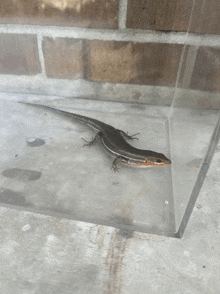 a lizard is sitting in a clear container on the ground