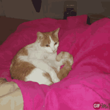 Cat Orange GIF - Cat Orange White GIFs