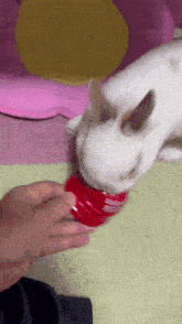 a white rabbit is chewing on a red container