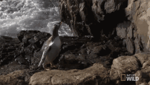 Looking Around World Penguin Day GIF - Looking Around World Penguin Day Penguinpalooza GIFs