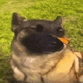 собака с бабочкой собакасбабочкой GIF