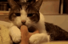 Thumb Eating GIF - Thumb Eating Cat GIFs