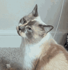 Allie Cat GIF - Allie Cat Scream GIFs