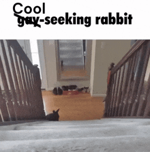Cool Seeking Rabbit GIF - Cool Seeking Rabbit GIFs