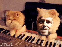 Funny Animals Pablolopez GIF - Funny Animals Pablolopez Playing Piano GIFs