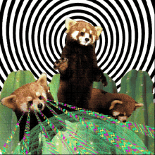 Red Panda Hypnose GIF - Red Panda Hypnose GIFs
