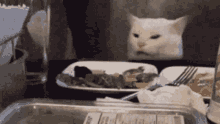 White Cat GIF - White Cat Hiding GIFs