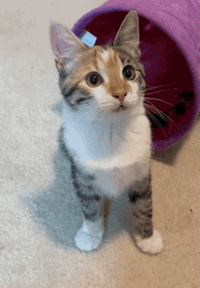 Cat Yes Cat Saying Yes GIF