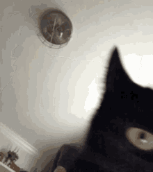 Cat Meow GIF - Cat Meow Black Cat GIFs