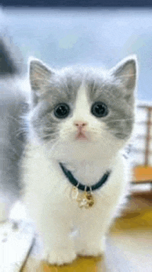 a gray and white kitten wearing a black collar is sitting on a table .