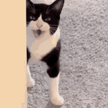 Angry cat is angry! • Cat GIF Website