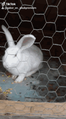 a white rabbit is behind a chicken wire fence with a tiktok watermark