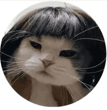 MeMiau / Memes, Gifs, Vídeos e Virais de Gatos e Gatinhos - 🐈O Gato Teve  Que Ir ao Massagista!🙀 ⤵⤵⤵  . ➡  INSCREVA-SE EM NOSSO CANAL Memiau, Gatos e Gatinhos 👉🔔❕