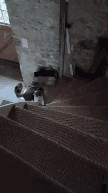 Cat Stairs GIF - Cat Stairs Chat GIFs