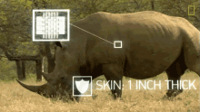 Rhinos Skin The Bullying Bull Rhino GIF - Rhinos Skin The Bullying Bull Rhino World Rhino Day GIFs