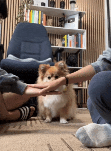 a small brown and white dog sitting on the floor between two people