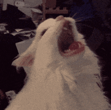 Screaming Cat Meeeeooooowwwwwww GIF - Screaming Cat Meeeeooooowwwwwww Car GIFs