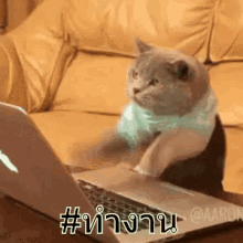 แมว พิมพ์งาน ปั่นงาน ทำงาน GIF - Cat Type Typing GIFs