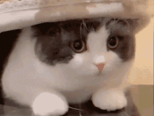 Cat Gaze GIF - Cat Gaze Stare GIFs