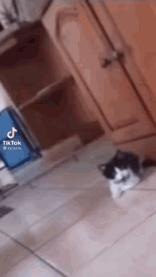 Cat Cat Scream GIF - Cat Cat Scream Cat Funny GIFs