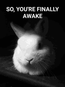 So You Are Finally Awake Shallownecra Bunny GIF - So You Are Finally Awake Finally Awake Shallownecra Bunny GIFs