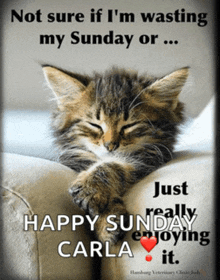 a kitten laying on a couch with the words " not sure if i 'm wasting my sunday "