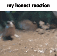 My Honest Reaction Mudskipper GIF