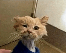 a close up of a cat 's face with a person holding it .