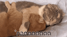 แมวกอดแมว กอดกัน รักกัน GIF - Cat Hugs Cat Hugging Cat Love GIFs