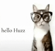 a cat wearing glasses says hello huzz in the corner